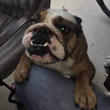 Opal -  English Bulldog Dog for Adoption in Huber Heights, Ohio - Opal | PetCurious