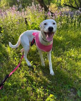 Luna Lovegood -  Shepherd Dog for Adoption in Grand Haven, Michigan - Luna Lovegood | PetCurious
