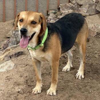 Blu -  Beagle Dog for Adoption in Green Valley, Arizona - Blu | PetCurious