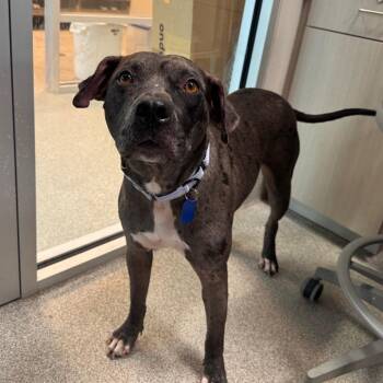 Coleslaw -  Catahoula Leopard Dog Dog for Adoption in Englewood, Florida - Coleslaw | PetCurious