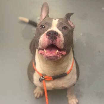 Mercedes -  Mixed Breed Dog for Adoption in Asheville, North Carolina - Mercedes | PetCurious