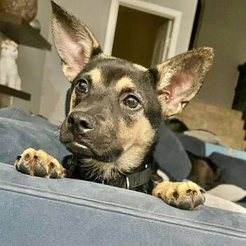 Maverick -  Australian Kelpie Dog for Adoption in Austin, Texas - Maverick | PetCurious