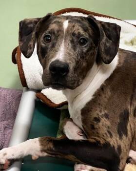 Bubba -  Black Labrador Retriever Dog for Adoption in Bellaire, Michigan - Bubba | PetCurious