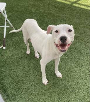 JOCELYN -  Mixed Breed Dog for Adoption in Palmetto, Florida - JOCELYN | PetCurious