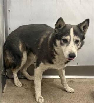 Siberian Husky Dogs Available for Adoption - GUENTHER | PetCurious