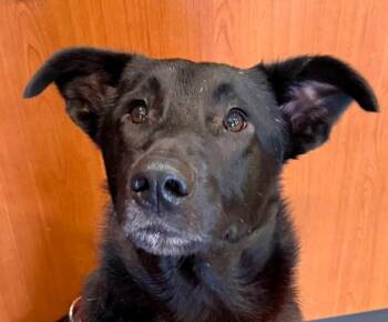 Georgie -  Labrador Retriever and German Shepherd Dog Dog for Adoption in Paris, Kentucky - Georgie | PetCurious