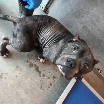 Anton -  American Staffordshire Terrier and Mixed Breed Dog for Adoption in Edinburg, Texas - Anton | PetCurious