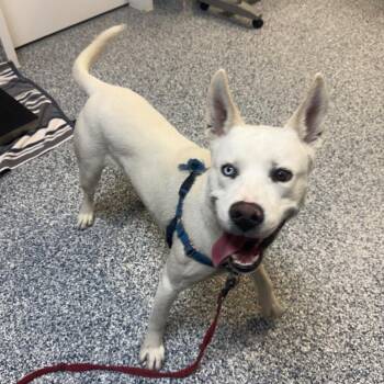 Clue -  Labrador Retriever and Husky Dog Available for Adoption in Great Falls, Montana - Clue | PetCurious