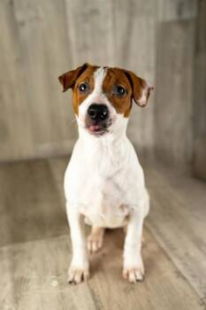 Rescue Brittany Spaniel and Jack Russell Terrier Dogs for Adoption in Winter, Wisconsin - Cholula | PetCurious