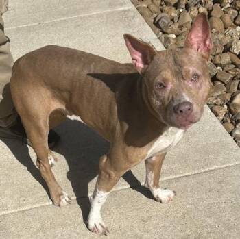 Conrad -  Mixed Breed Dog for Adoption in Georgetown, Texas - Conrad | PetCurious