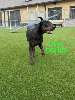Olive -  Mixed Breed Dog for Adoption in Clarksville, Tennessee - Olive | PetCurious