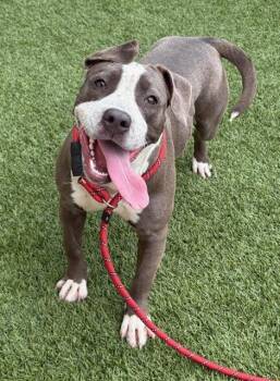 FLAMINGO -  Pit Bull Terrier Dog for Adoption in Baytown, Texas - FLAMINGO | PetCurious