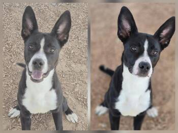 Rescue Border Collie and Mixed Breed Dogs for Adoption in Albuquerque, New Mexico - BRENY | PetCurious