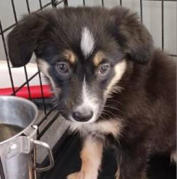 Pearl -  Australian Shepherd and German Shepherd Dog Dog for Adoption in West Memphis, Arkansas - Pearl | PetCurious