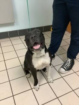 Rescue Pit Bull Terrier and Mixed Breed Dogs for Adoption in Largo, Florida - Chip | PetCurious