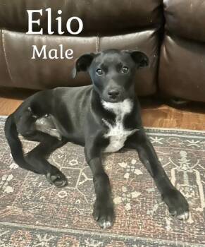Rescue Rat Terrier Dogs for Adoption in Manchester, Connecticut - Elio | PetCurious