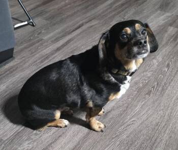 Owen -  Dachshund and Shih Tzu Dog for Adoption in Mckinney, Texas - Owen | PetCurious