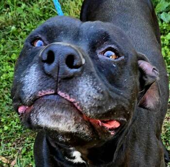 Rescue Pit Bull Terrier Dogs for Adoption in Newport, Tennessee - Newman | PetCurious
