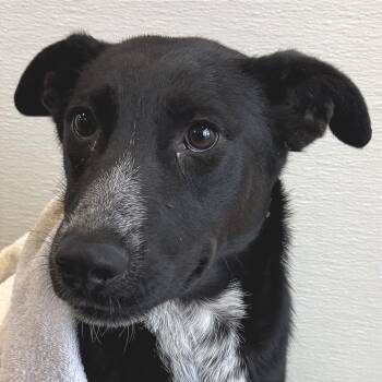 Azure -  Mixed Breed Dog for Adoption in Las Cruces, New Mexico - Azure | PetCurious