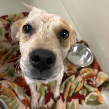 Zipper -  Mixed Breed Dog for Adoption in Flagstaff, Arizona - Zipper | PetCurious