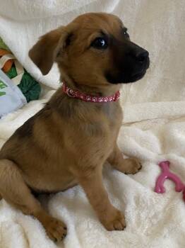 Australian Cattle Dog Blue Heeler Dogs Available for Adoption - Cupid | PetCurious