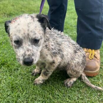 Australian Cattle Dog Blue Heeler and Rat Terrier Dogs Available for Adoption in Austin, Texas - Theo | PetCurious