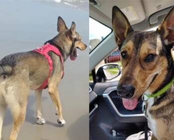 German Shepherd Dog and Mixed Breed Dogs Available for Adoption in Houston, Texas - REED | PetCurious