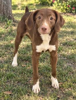 Nana -  Labrador Retriever and Mixed Breed Dog for Adoption in Paducah, Kentucky - Nana | PetCurious