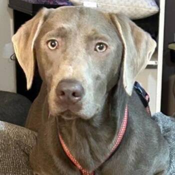 Weimaraner Dogs Available for Adoption in Olean, New York - Phoebe | PetCurious