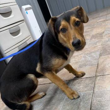 Jeb -  Coonhound Dog for Adoption in Homer, New York - Jeb | PetCurious