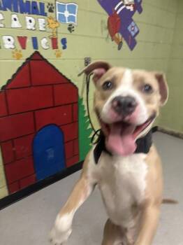 Pit Bull Terrier Dogs Available for Adoption in Indianapolis, Indiana - KANGAROO JACK | PetCurious