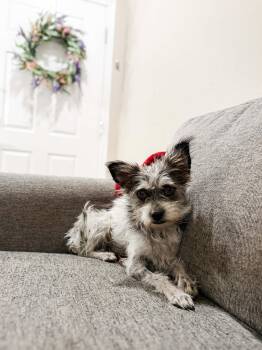 Schnoodle Dogs Available for Adoption in Goodyear, Arizona - Gretel | PetCurious