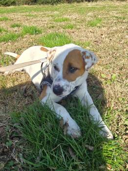 Rescue Hound Dogs for Adoption in Brentwood, Tennessee - Coco Puff | PetCurious