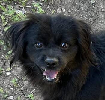 Rescue Tibetan Spaniel and Chiweenie Dogs for Adoption in Boerne, Texas - Zuzu | PetCurious