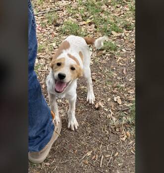 Australian Cattle Dog Blue Heeler Dogs Available for Adoption in Uxbridge, Massachusetts - Everly | PetCurious