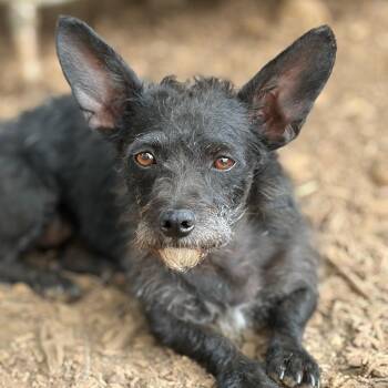 Jazzie -  Yorkshire Terrier and Chihuahua Dog for Adoption in St. Augustine, Florida - Jazzie | PetCurious