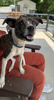 Maggie -  Mixed Breed Dog for Adoption in Lawrenceburg, Tennessee - Maggie | PetCurious
