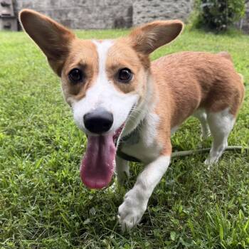 Pumpkin -  Corgi and Jack Russell Terrier Dog for Adoption in Latrobe, Pennsylvania - Pumpkin | PetCurious