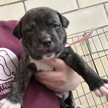 Mixed Breed Dogs Available for Adoption in Greenville, Pennsylvania - Ivy-pink | PetCurious