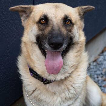Jill -  Anatolian Shepherd Dog for Adoption in Houston, Texas - Jill | PetCurious