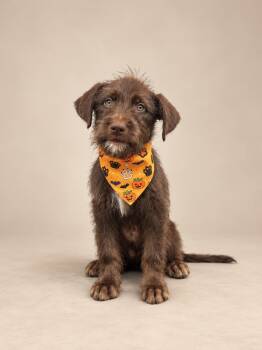 Yogui -  Poodle and American Bully Dog for Adoption in Miami, Florida - Yogui | PetCurious