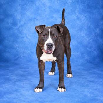 Bruno -  Pit Bull Terrier Dog for Adoption in Heber Springs, Arkansas - Bruno | PetCurious