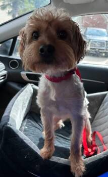Tux -  Yorkshire Terrier Dog for Adoption in Winder, Georgia - Tux | PetCurious