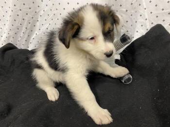 Australian Shepherd and Mixed Breed Dogs Available for Adoption in Modesto, California - BEAN BUNNY | PetCurious