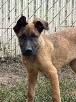 Desi -  German Shepherd Dog and Mixed Breed Dog for Adoption in Amery, Wisconsin - Desi | PetCurious