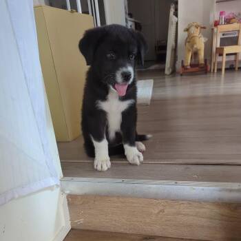 Romeo -  Mixed Breed Dog for Adoption in Woodstock, Ontario - Romeo | PetCurious