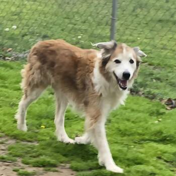 Rough Collie and Golden Retriever Dogs Available for Adoption - Miss Roux | PetCurious