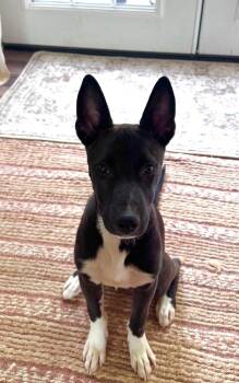 Midland -  Mixed Breed Dog for Adoption in Cincinnati, Ohio - Midland | PetCurious
