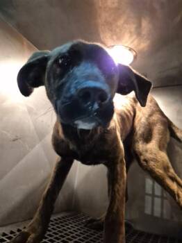 Pit Bull Terrier Dogs Available for Adoption - Pen 184c | PetCurious