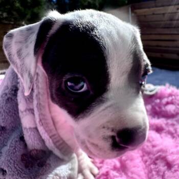 Pit Bull Terrier Dogs Available for Adoption - Lanai | PetCurious